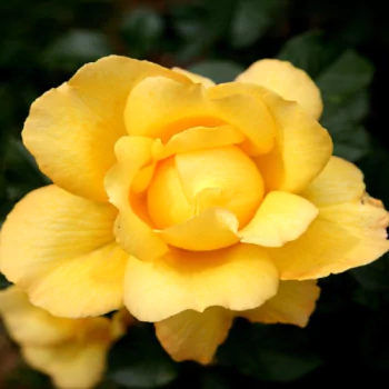 nature rose PFP