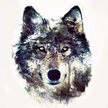 Artistic watercolor painting of a wolf's face used as a forum avatar/profile photo.