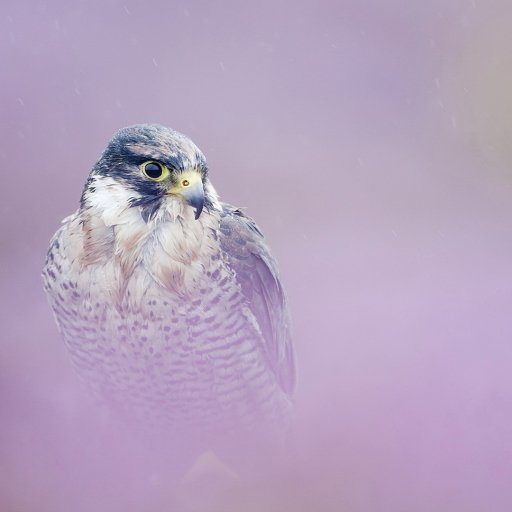 Download Animal Peregrine Falcon PFP