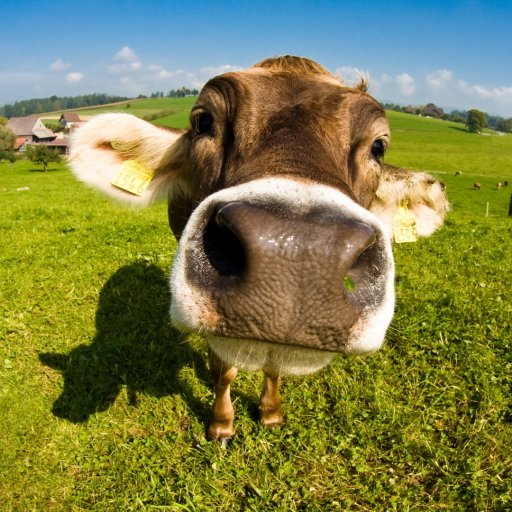 Download Animal Cow PFP