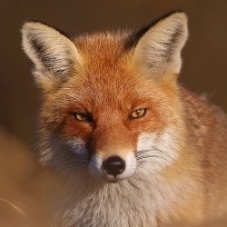 Fox Forum Avatar | Profile Photo - ID: 121478 - Avatar Abyss