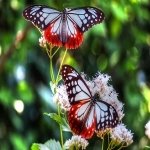 Download Animal Butterfly PFP