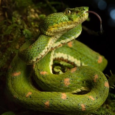 Download Bokeh Reptile Snake Viper Animal PFP by Jasmine Vink