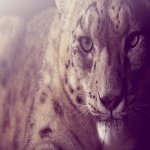 Download Animal Jaguar PFP