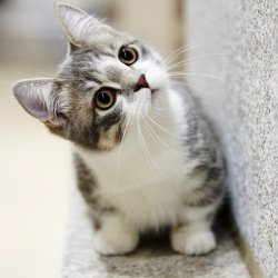 Download Kitten Baby Animal Cat Animal PFP