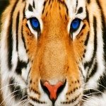 Download Animal Tiger PFP