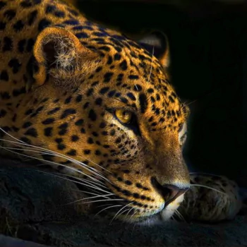 Animal leopard PFP