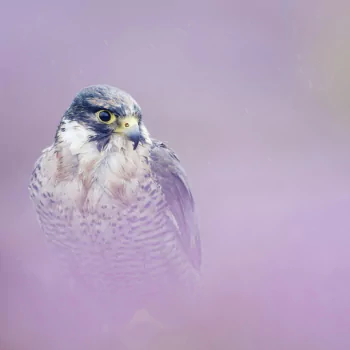 Animal peregrine falcon PFP