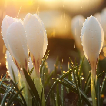 crocus white flower water drop nature flower close-up PFP
