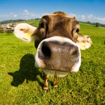 Animal cow PFP