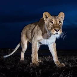 night lion Animal PFP