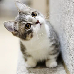 kitten baby animal cat Animal PFP