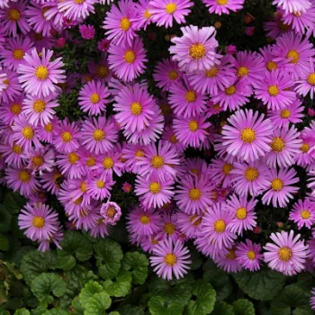  Purple Asters