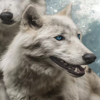  White Wolves in the Full Moon by Myriams-Fotos