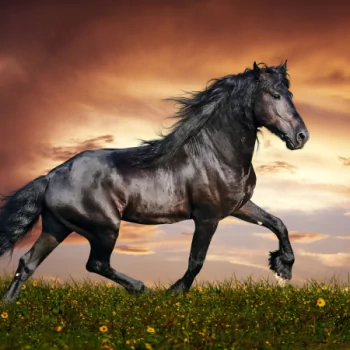 Animal horse PFP