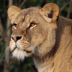 lion Animal PFP