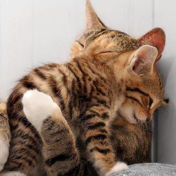  Cat Hugging her Kitten