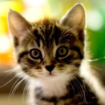 Forum pfp/profile photo: close-up of a wide-eyed tabby cat (animal) against a soft, colorful bokeh background.
