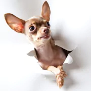dog Animal chihuahua PFP
