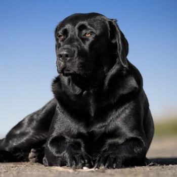 depth of field dog Labrador Retriever Animal PFP