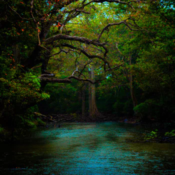  Dark Forest