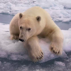 ice Animal polar bear PFP