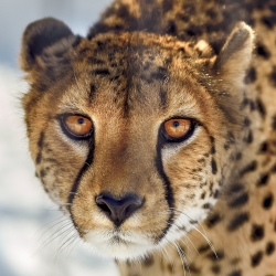 Cheetah Pfp