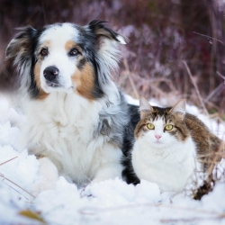 Dog and Cat in the Snow