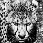 Cheetah Pfp by Leif Lønda