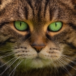 Green Eyed Cat