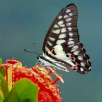  Black and White Butterfly