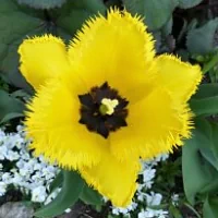 nature yellow flower flower tulip PFP