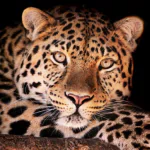 leopard Animal PFP