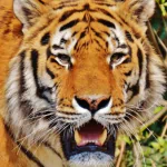 close-up tiger Animal PFP