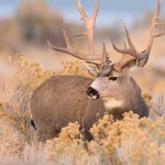 deer depth of field Animal PFP