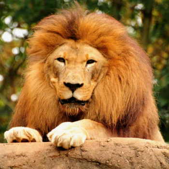 Animal lion PFP