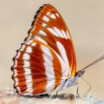  Brown and White Butterfly
