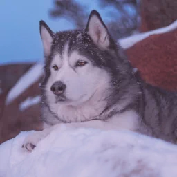 dog alaskan malamute Animal PFP