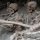 Skeleton