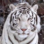 White Tiger Pfp