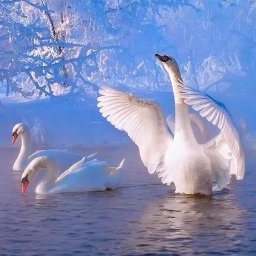 Swans on a Winter Lake