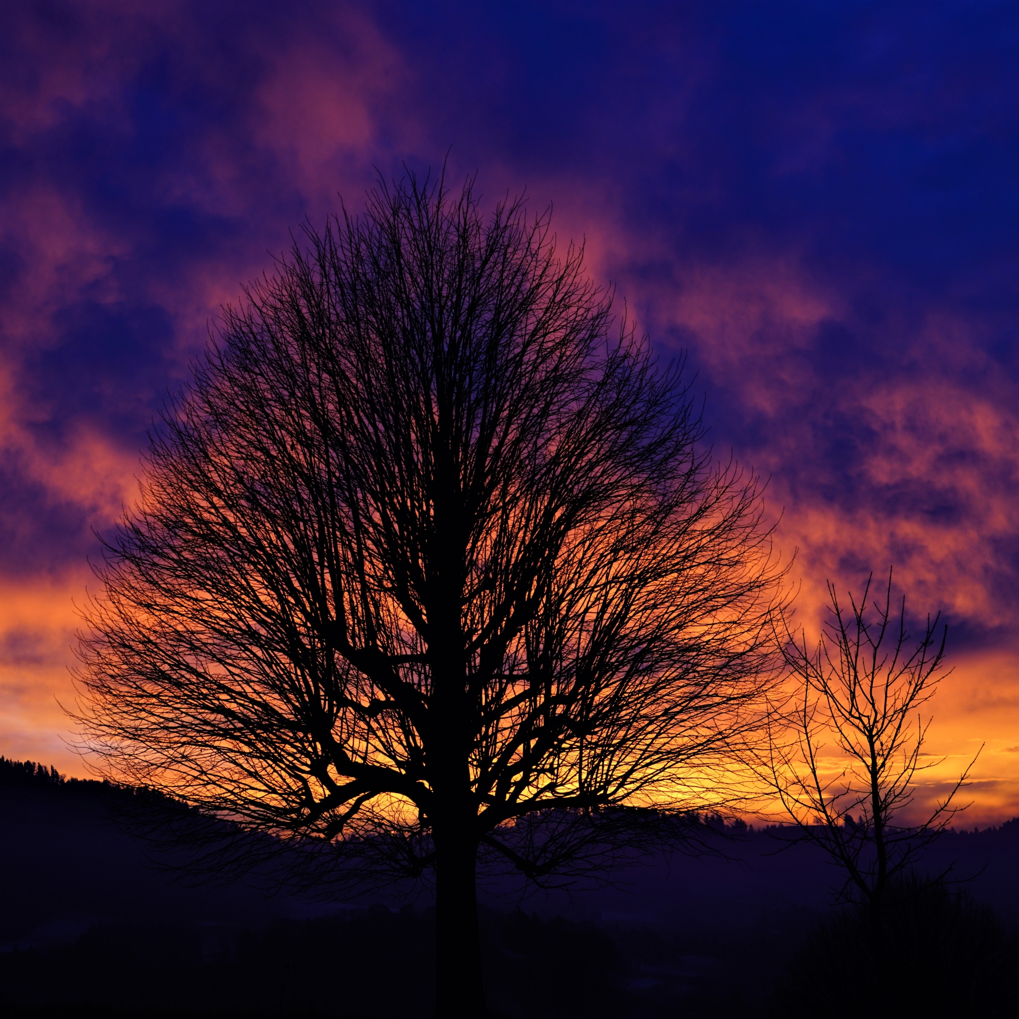 Tree Silhouette in Winter Sunset
