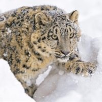 Preview Snow Leopards