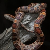 Sub-Gallery ID: 3664 Snakes