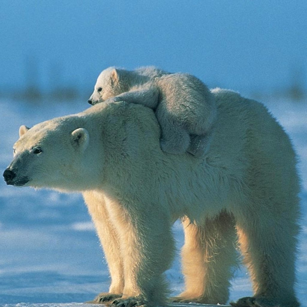 Download Cub Polar Bear Animal  PFP
