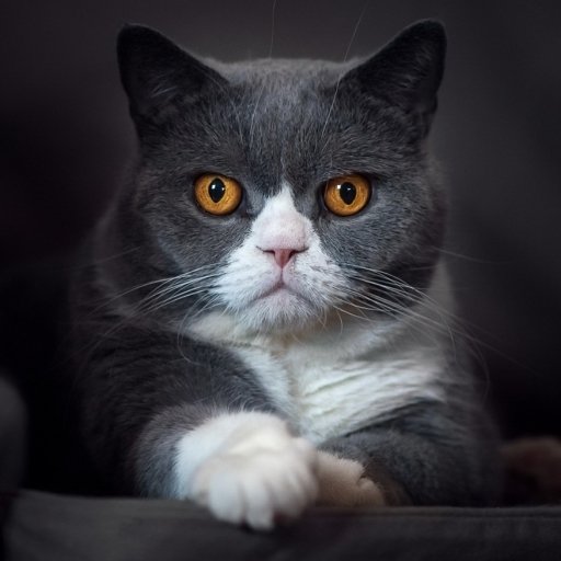 Download Stare Cat Animal PFP