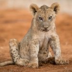 Download Baby Animal Cub Lion Animal  PFP
