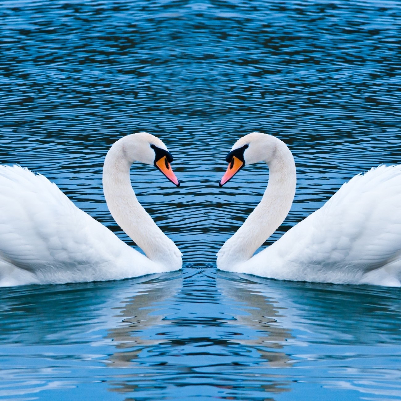 Download Swan Animal Mute Swan PFP