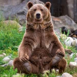 bear Animal PFP