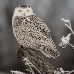 bird depth of field owl snowy owl Animal PFP